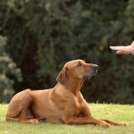 Послушание собак — соревнования «Верность и преданность»
