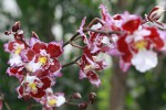 Совершенство орхидей