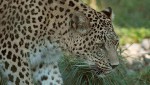 Выпуск переднеазиатских леопардов на Кавказе