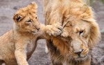 Афоризмы про животных — цитаты с львиным характером