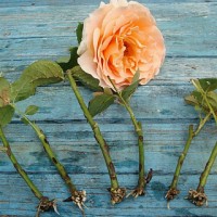 Как вырастить розу из черенка – три способа черенкования