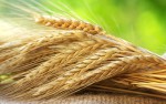Пророщенное зерно — чем полезна живая пища