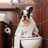 Как приучить щенка к туалету на улице – самые проверенные способы