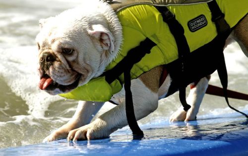 В Калифорнии собаки-серферы покорили волну