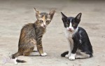 Домашние кошки на улице способны испытать сильный стресс