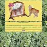 'Golden Lynx' - питомник кошек