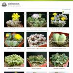 'Livingstones.com.ua' - интернет-магазин экзотических растений
