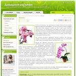 Домашние растения – орхидеи